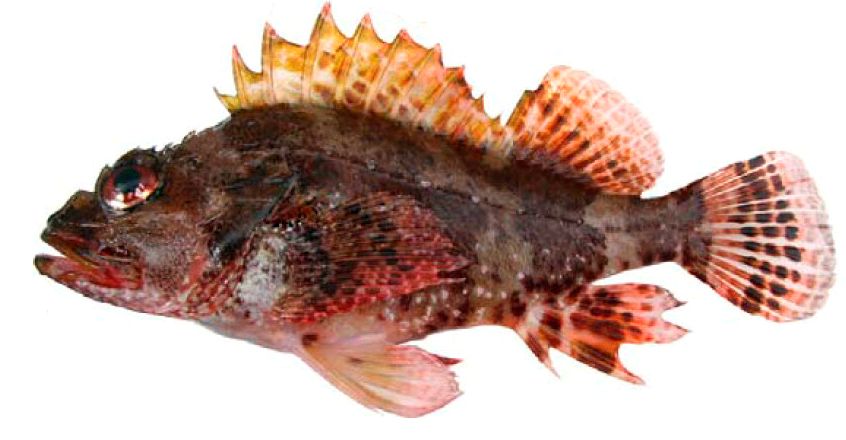 Scorpaena maderensis_07.jpg